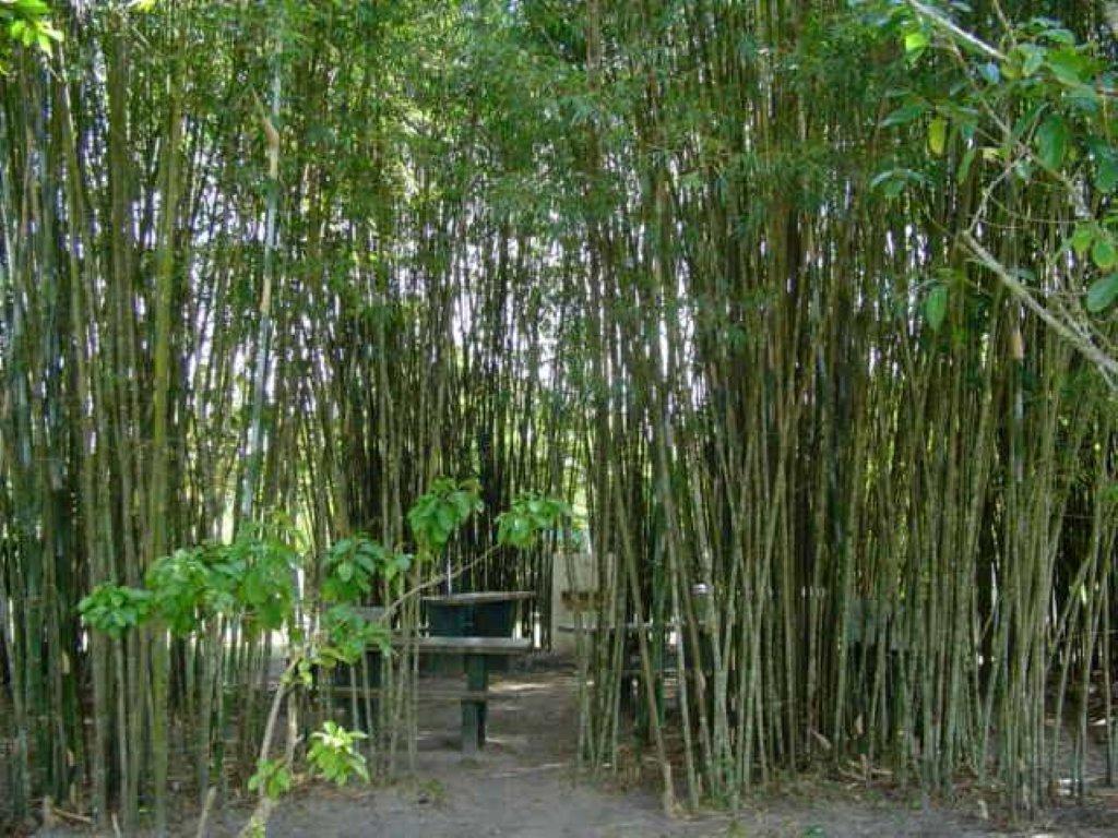 Sambura Chales Ilha Comprida Exterior photo